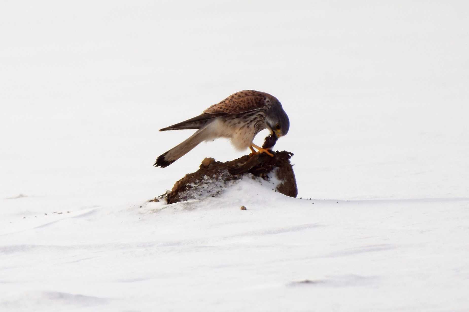 チョウゲンボウ