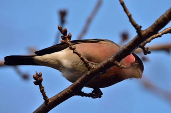 ウソ 長浜公園 2015年3月5日(木)