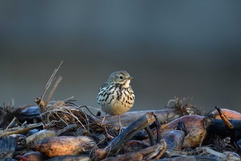 Meadow Pipit Unknown Spots Sun, 2/21/2021