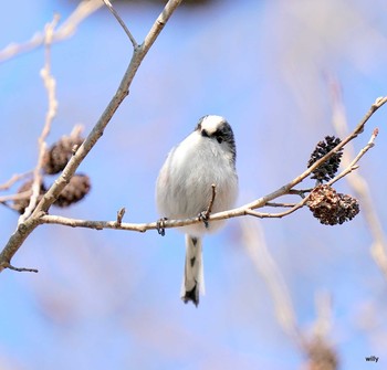 Long-tailed Tit Akigase Park Sun, 2/28/2021