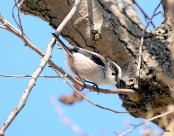 Long-tailed Tit Akigase Park Sun, 2/28/2021