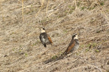 Dusky Thrush Unknown Spots Sun, 2/28/2021