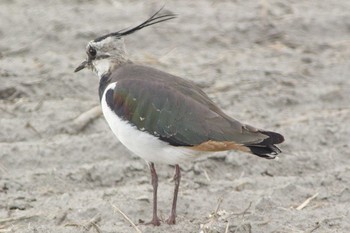 Northern Lapwing Nabeta Reclaimed land Sun, 2/28/2021