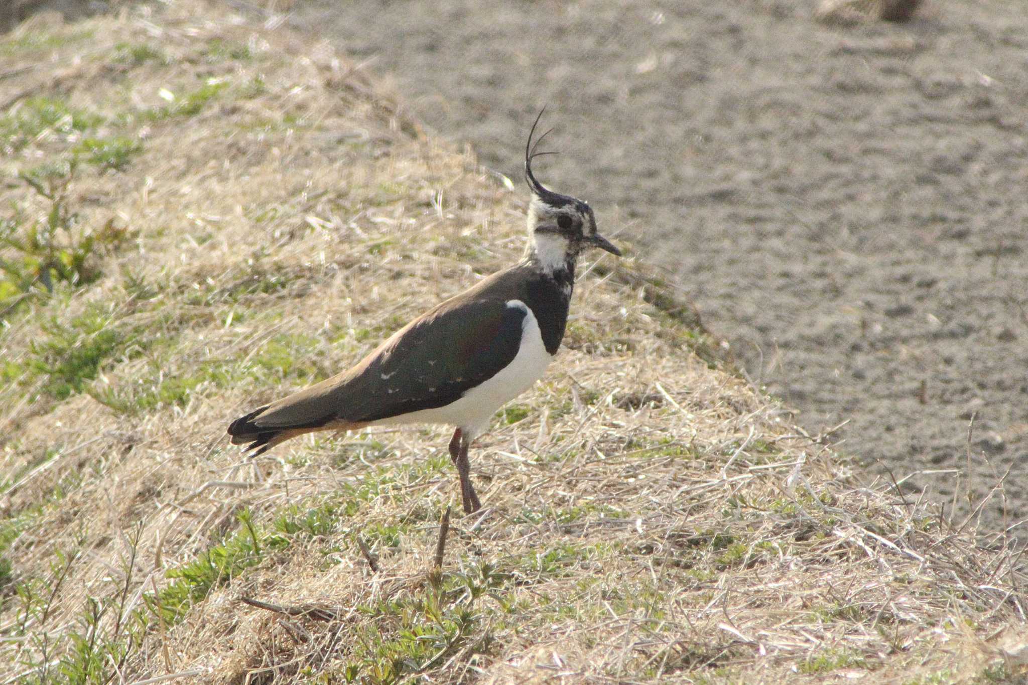 Photo of Northern Lapwing at Nabeta Reclaimed land by 佐藤 好生