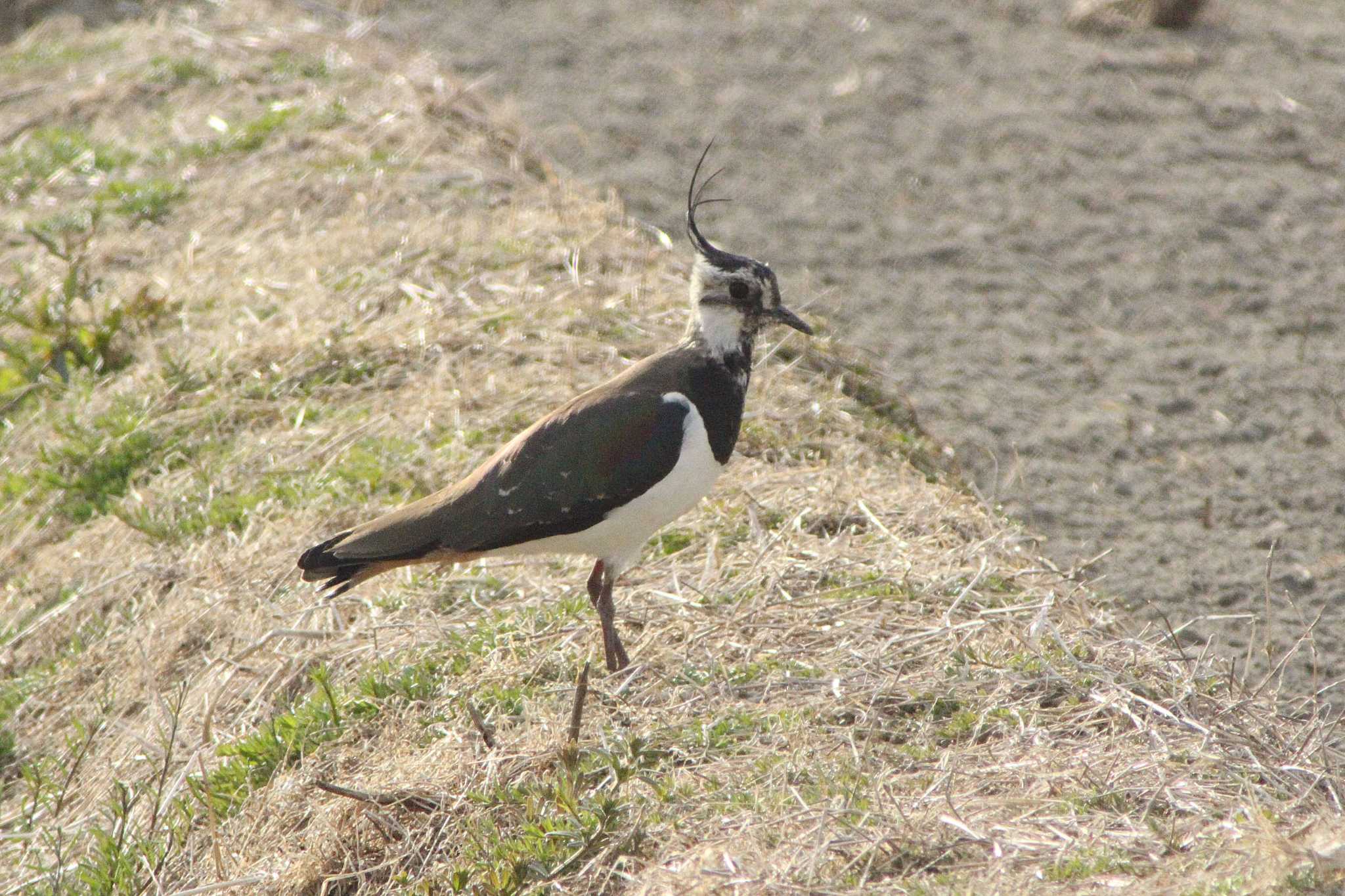 Northern Lapwing