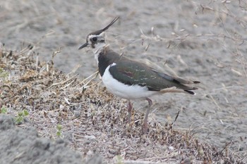 Northern Lapwing Nabeta Reclaimed land Sun, 2/28/2021