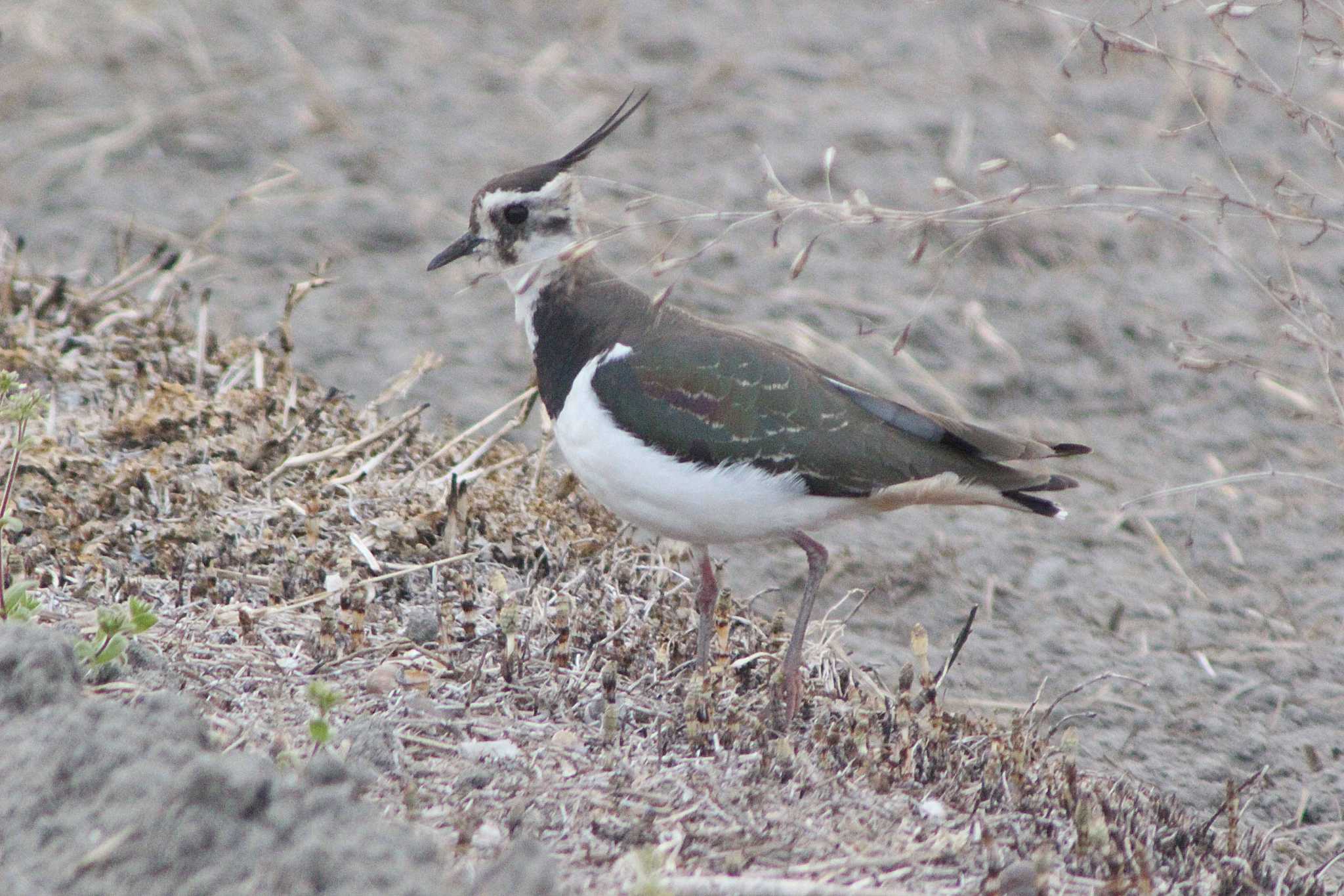 Photo of Northern Lapwing at Nabeta Reclaimed land by 佐藤 好生