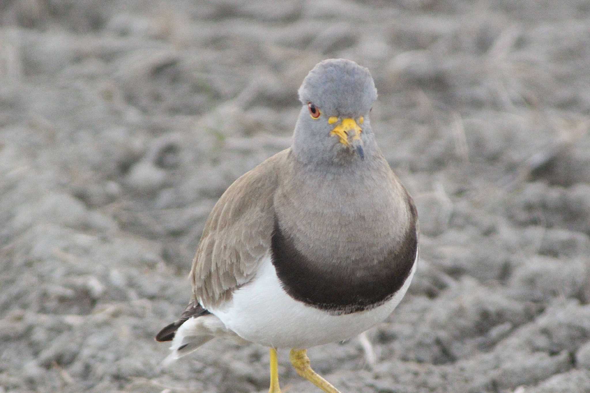Photo of Grey-headed Lapwing at Nabeta Reclaimed land by 佐藤 好生
