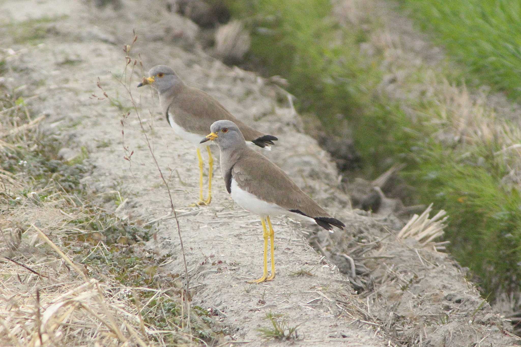 Grey-headed Lapwing