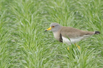 Grey-headed Lapwing Nabeta Reclaimed land Sun, 2/28/2021