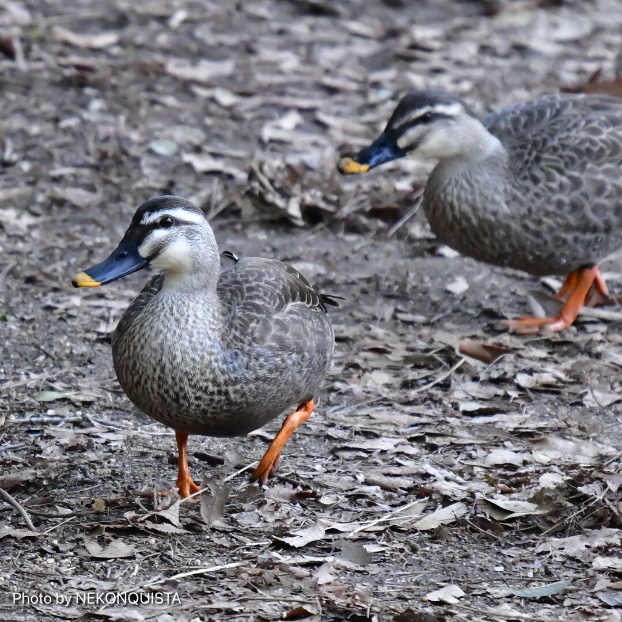 甲山森林公園 カルガモの写真 by NEKONQUISTA