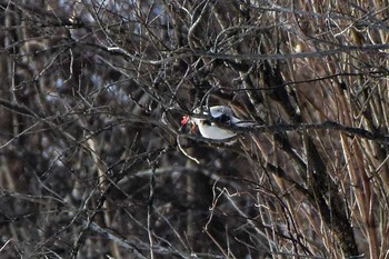 オオモズ 野辺山高原 2017年1月21日(土)