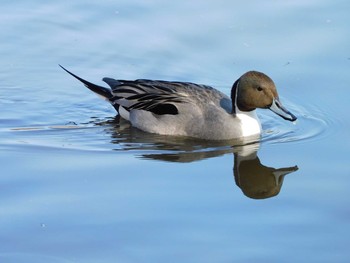 2021年2月28日(日) 見沼自然公園の野鳥観察記録