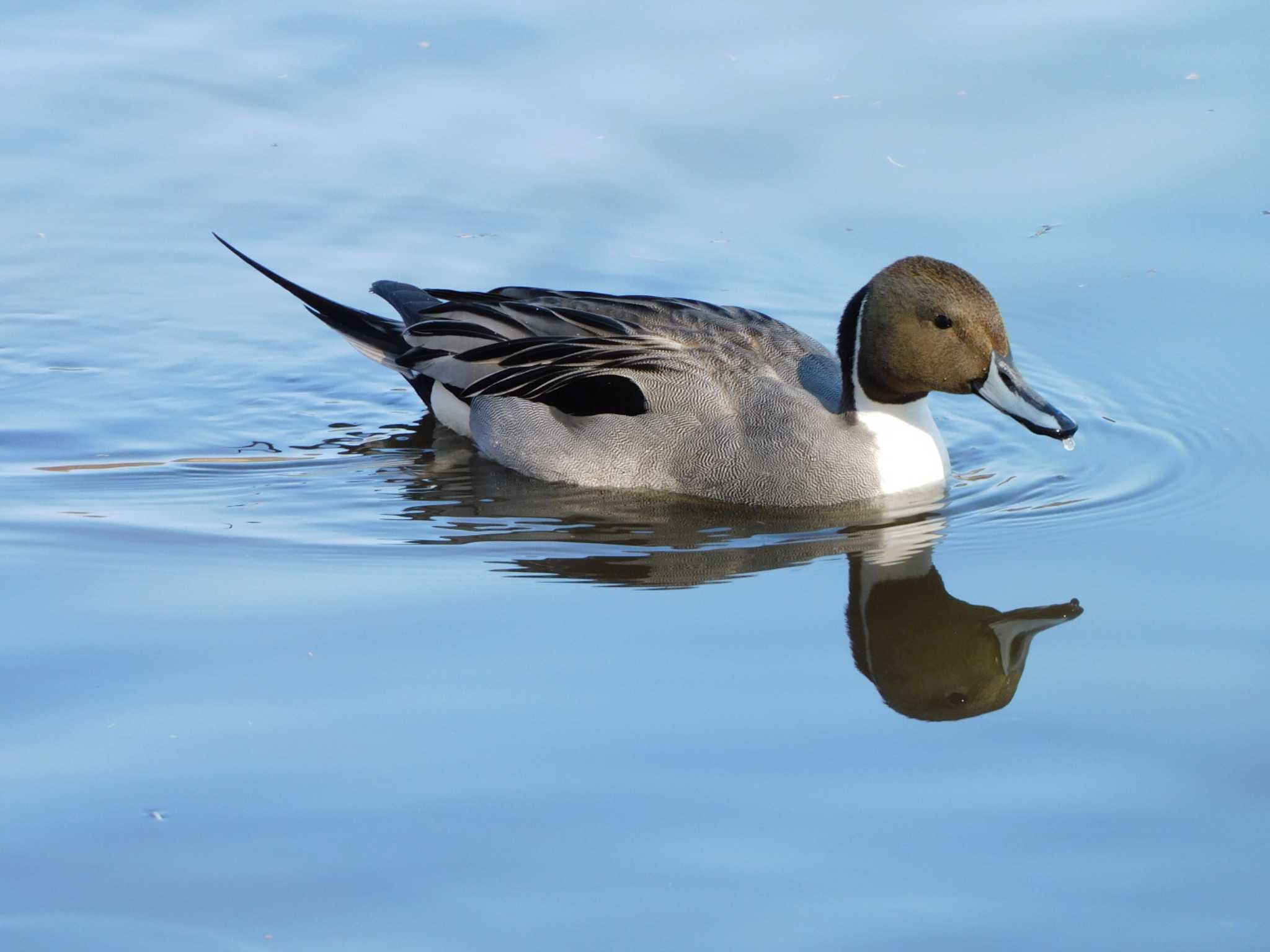 Northern Pintail