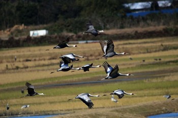 マナヅル 出水市ツル観察センター 2016年12月17日(土)