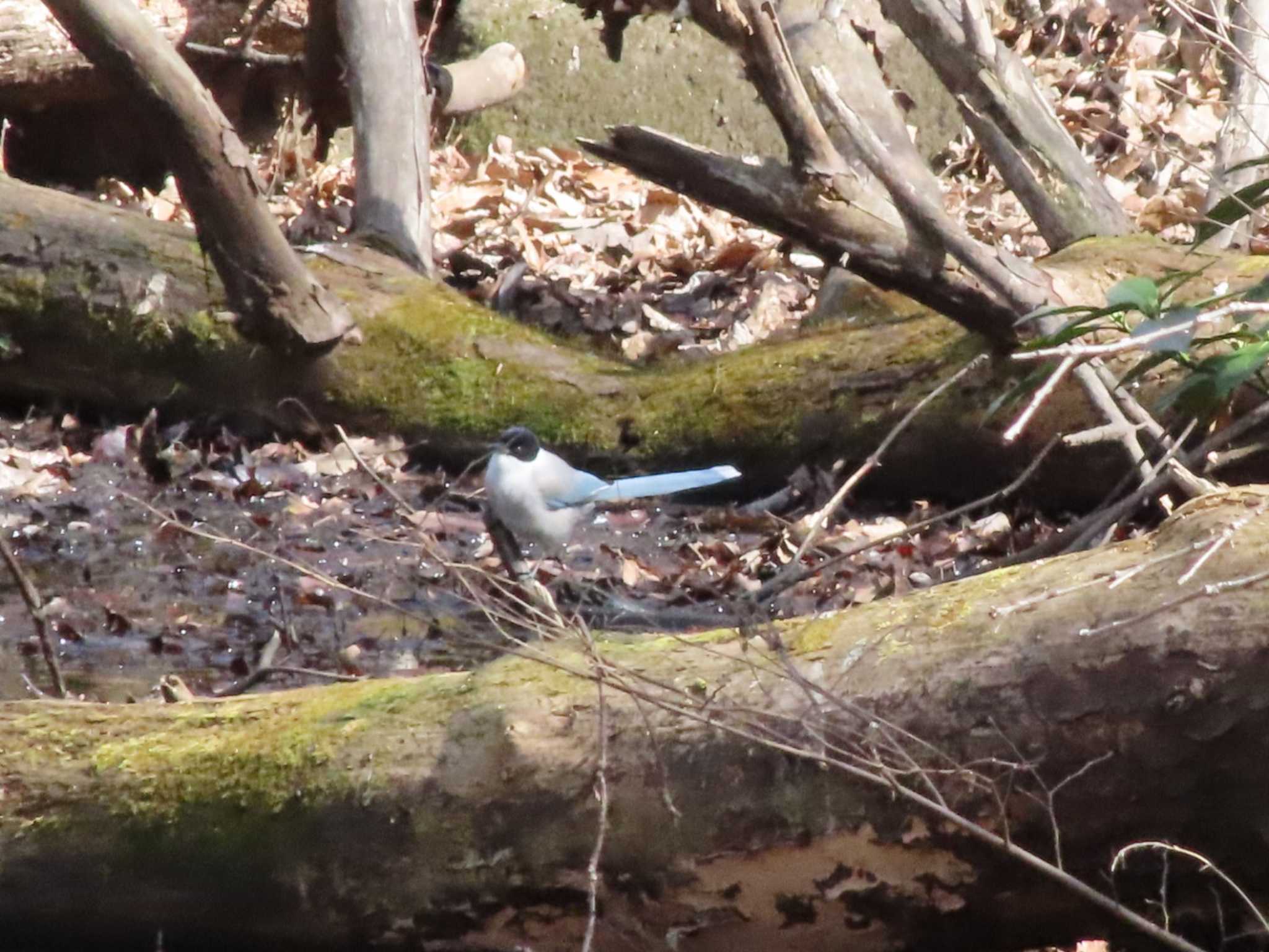 Photo of Azure-winged Magpie at 東村山中央公園 by ぴよろぴ