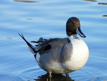 オナガガモ 見沼自然公園 2021年2月28日(日)