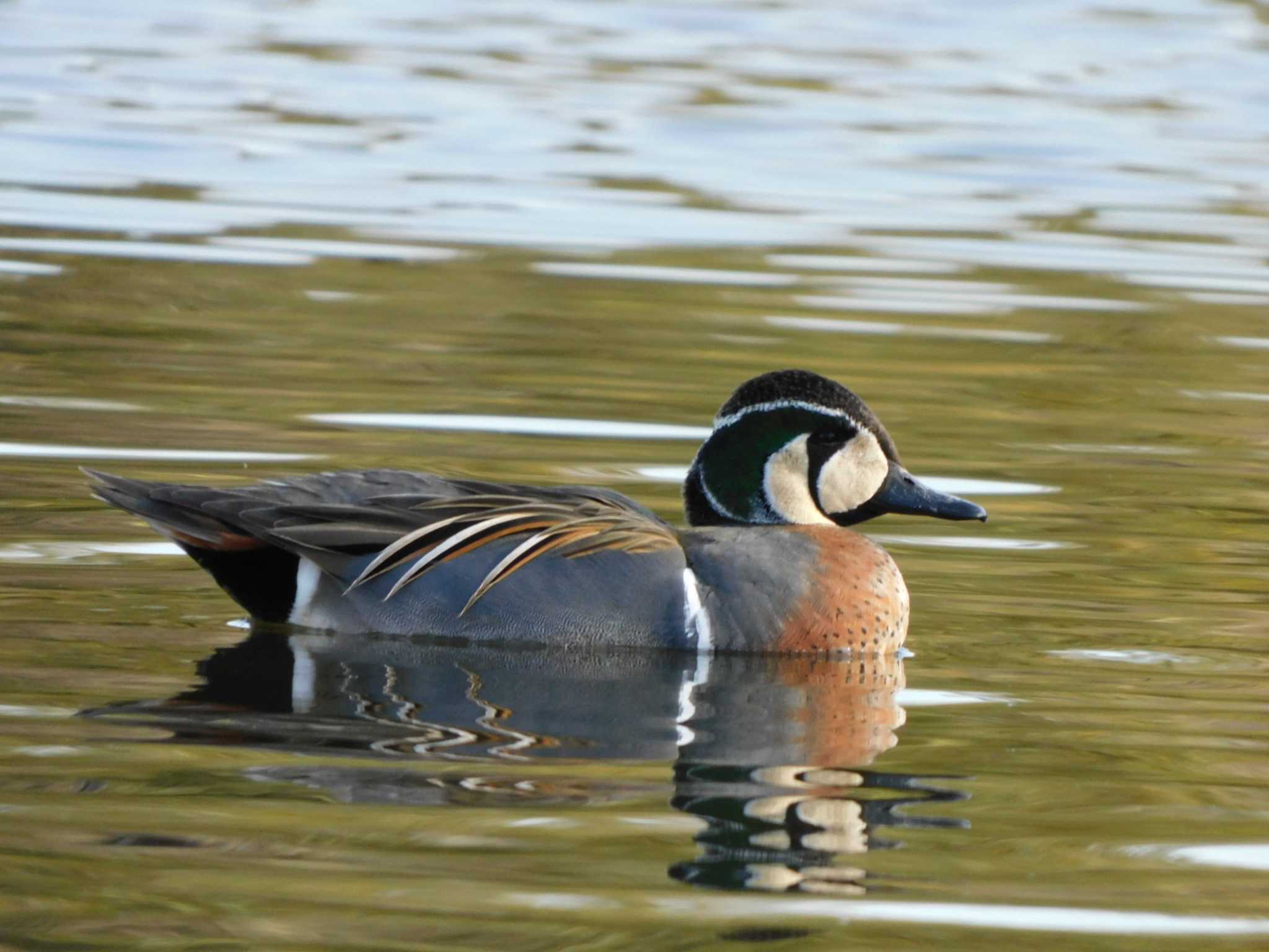 Baikal Teal