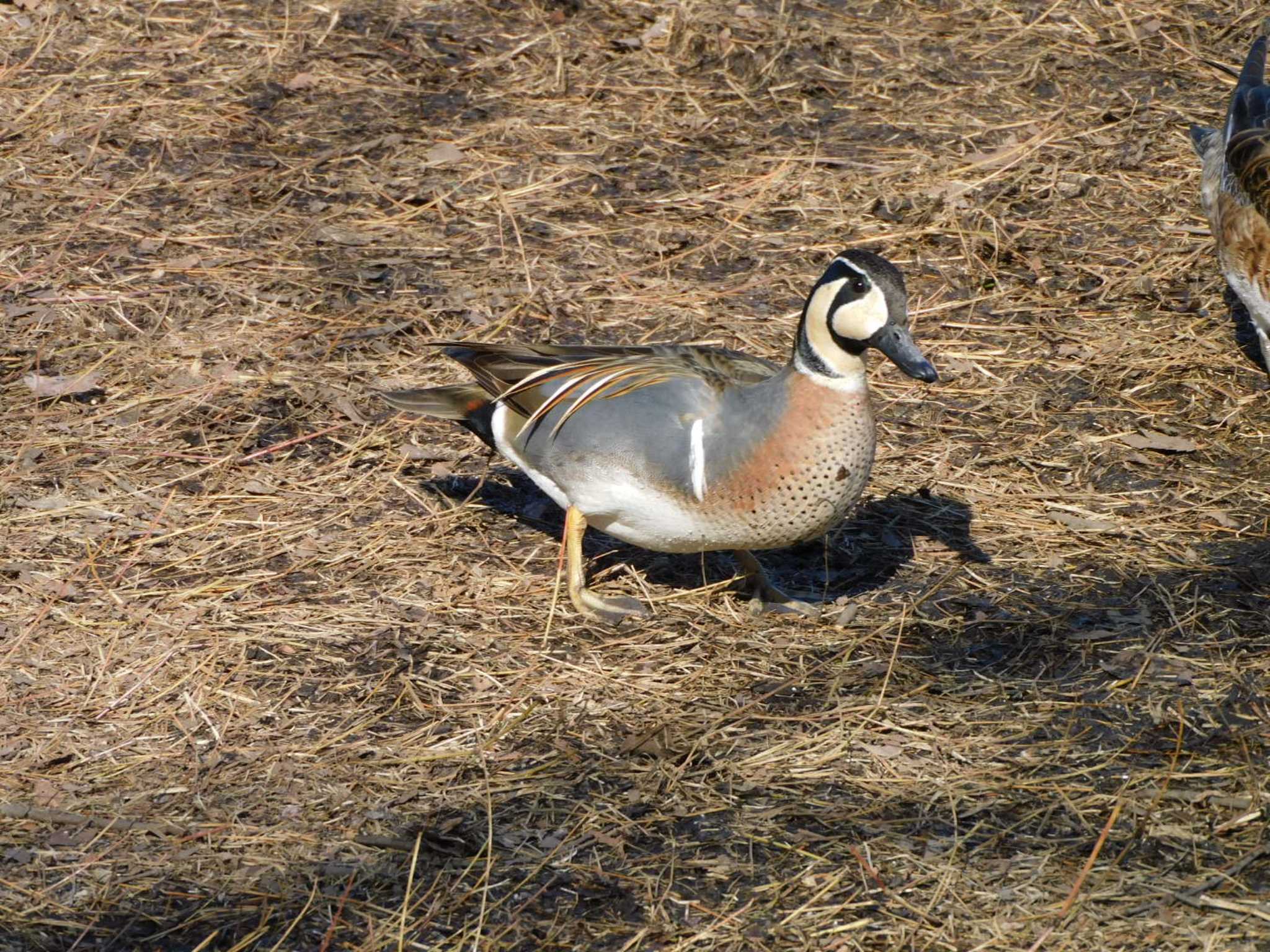 Baikal Teal