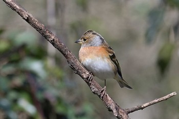 アトリ 見沼自然公園 2021年2月28日(日)