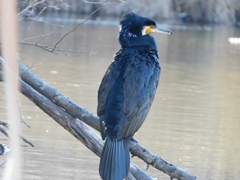 カワウ 見沼自然公園 2021年2月28日(日)