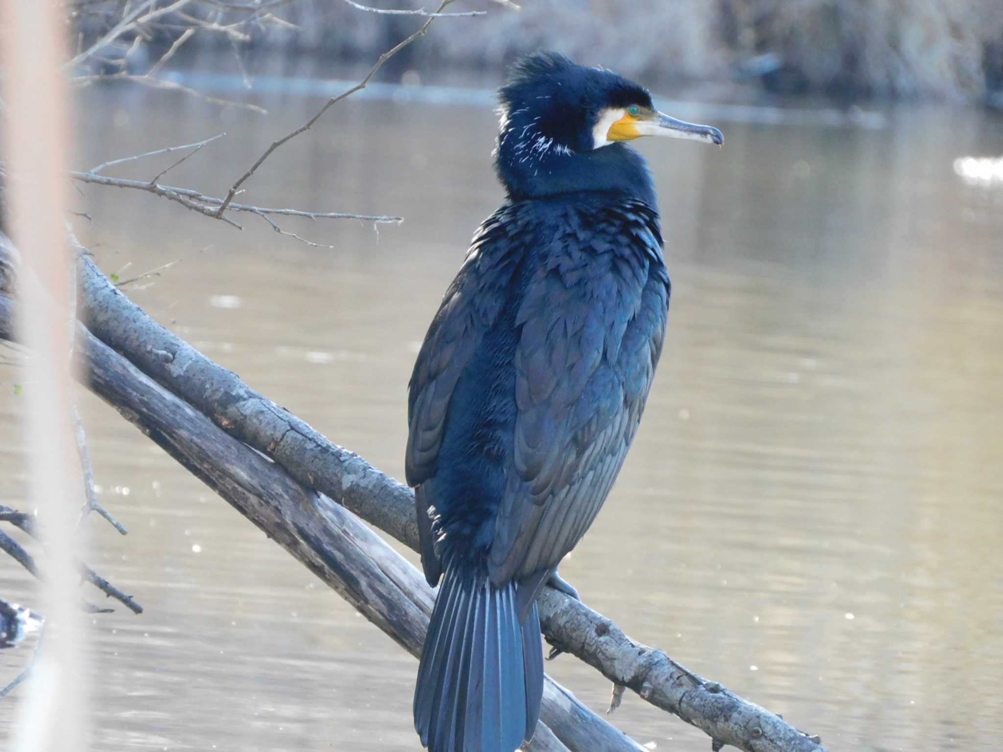 Great Cormorant