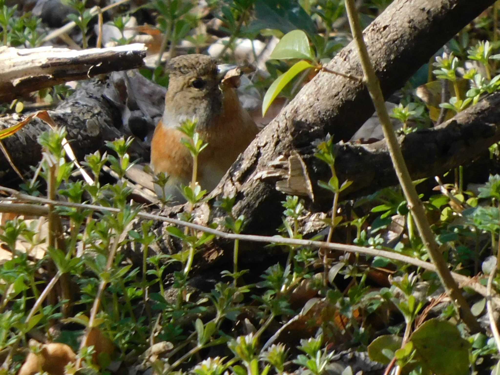 Brambling