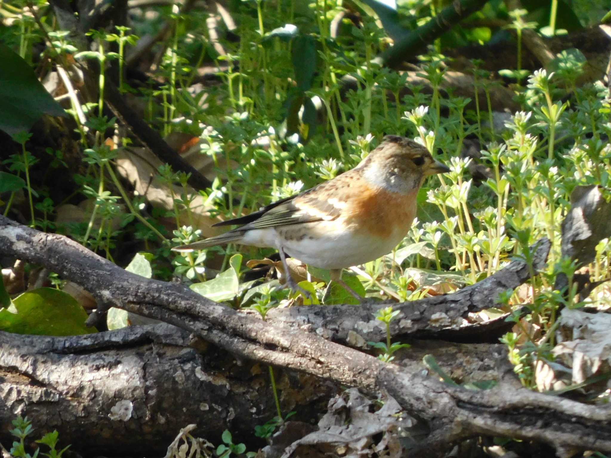 Brambling