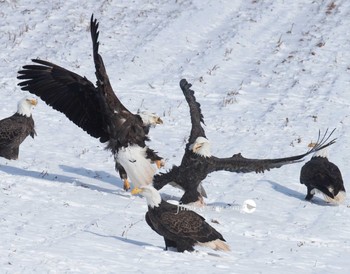 ハクトウワシ カナダ 撮影日未設定