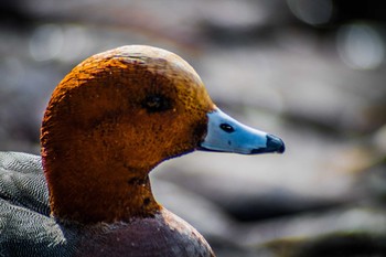 Eurasian Wigeon 橿原神宮深田池 Wed, 1/18/2017