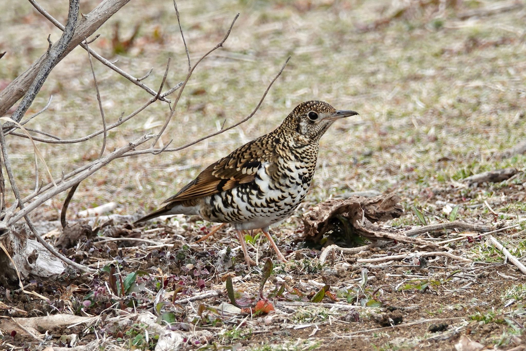 トラツグミ