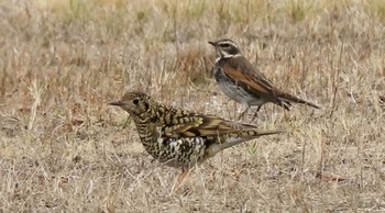 White's Thrush 泉南市 Sun, 2/28/2021