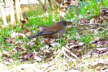 Pale Thrush 東京都立桜ヶ丘公園(聖蹟桜ヶ丘) Sat, 2/27/2021