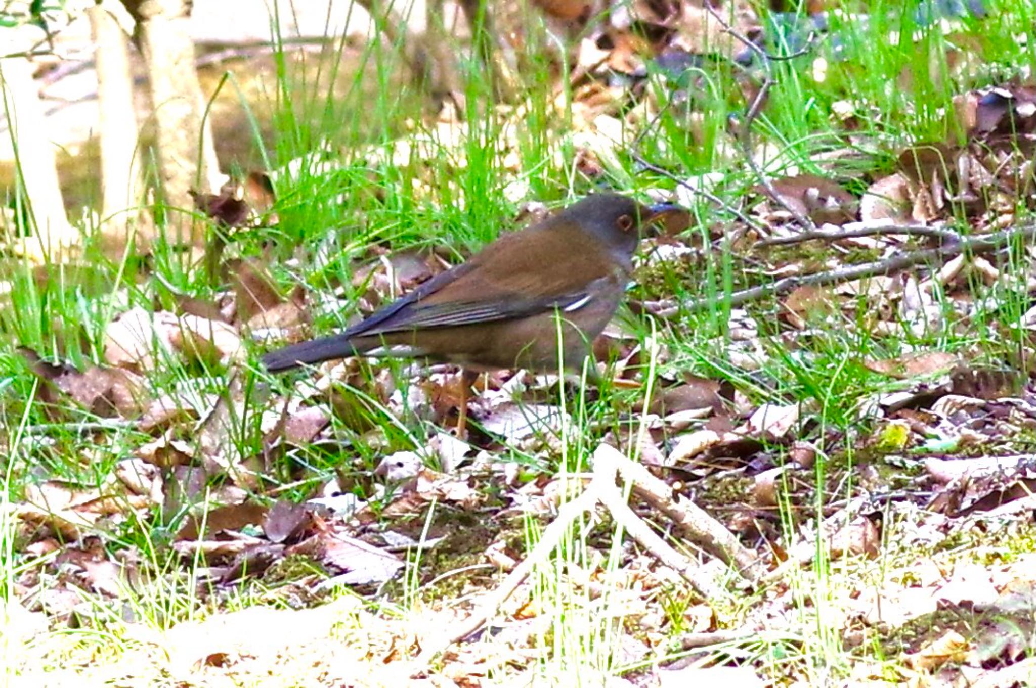 Photo of Pale Thrush at 東京都立桜ヶ丘公園(聖蹟桜ヶ丘) by sui