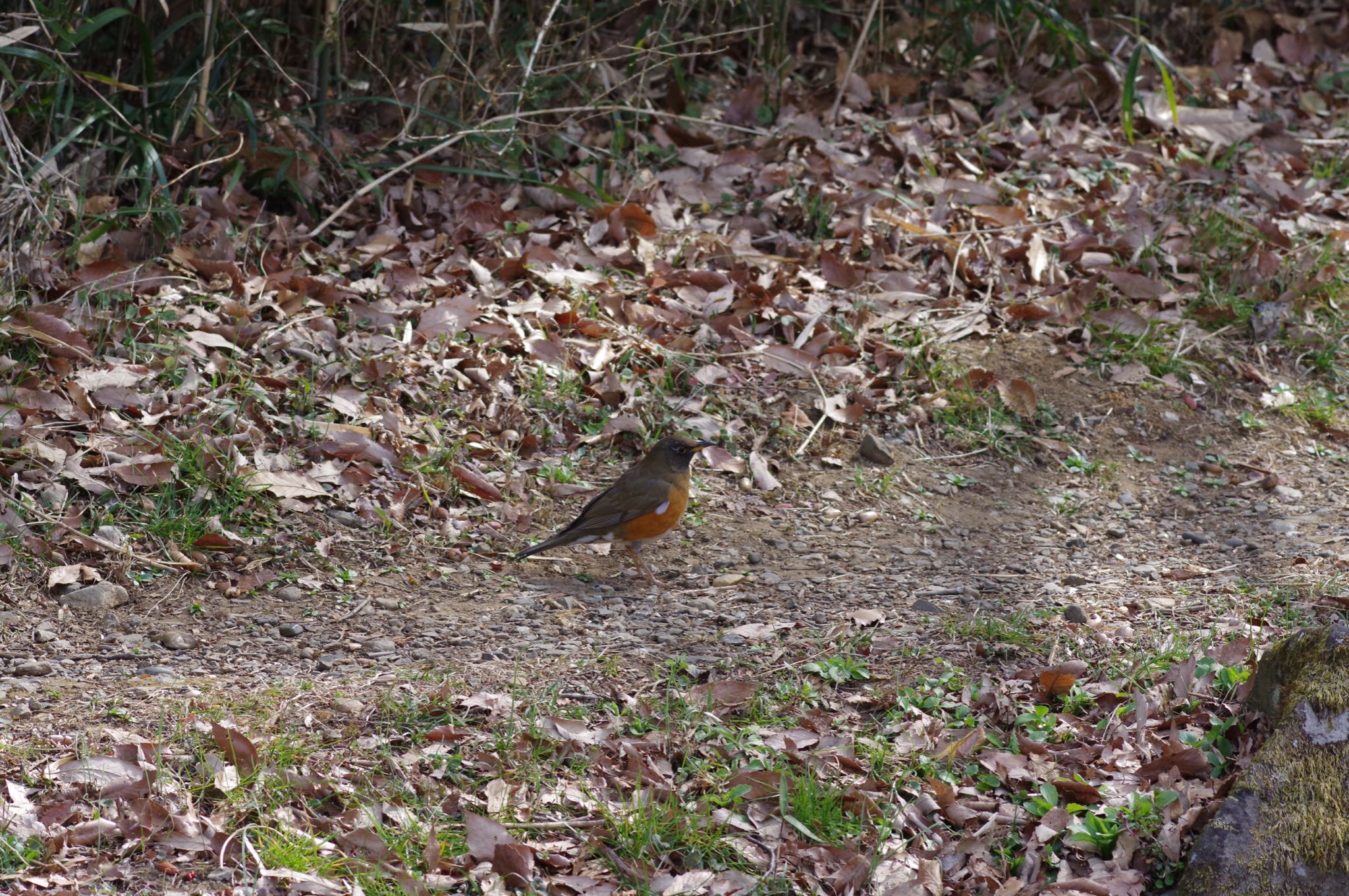 Photo of Brown-headed Thrush at 東京都立桜ヶ丘公園(聖蹟桜ヶ丘) by sui