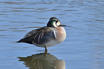 トモエガモ 見沼自然公園 2021年2月28日(日)