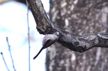 Long-tailed Tit 千葉市平和公園 Sun, 2/28/2021