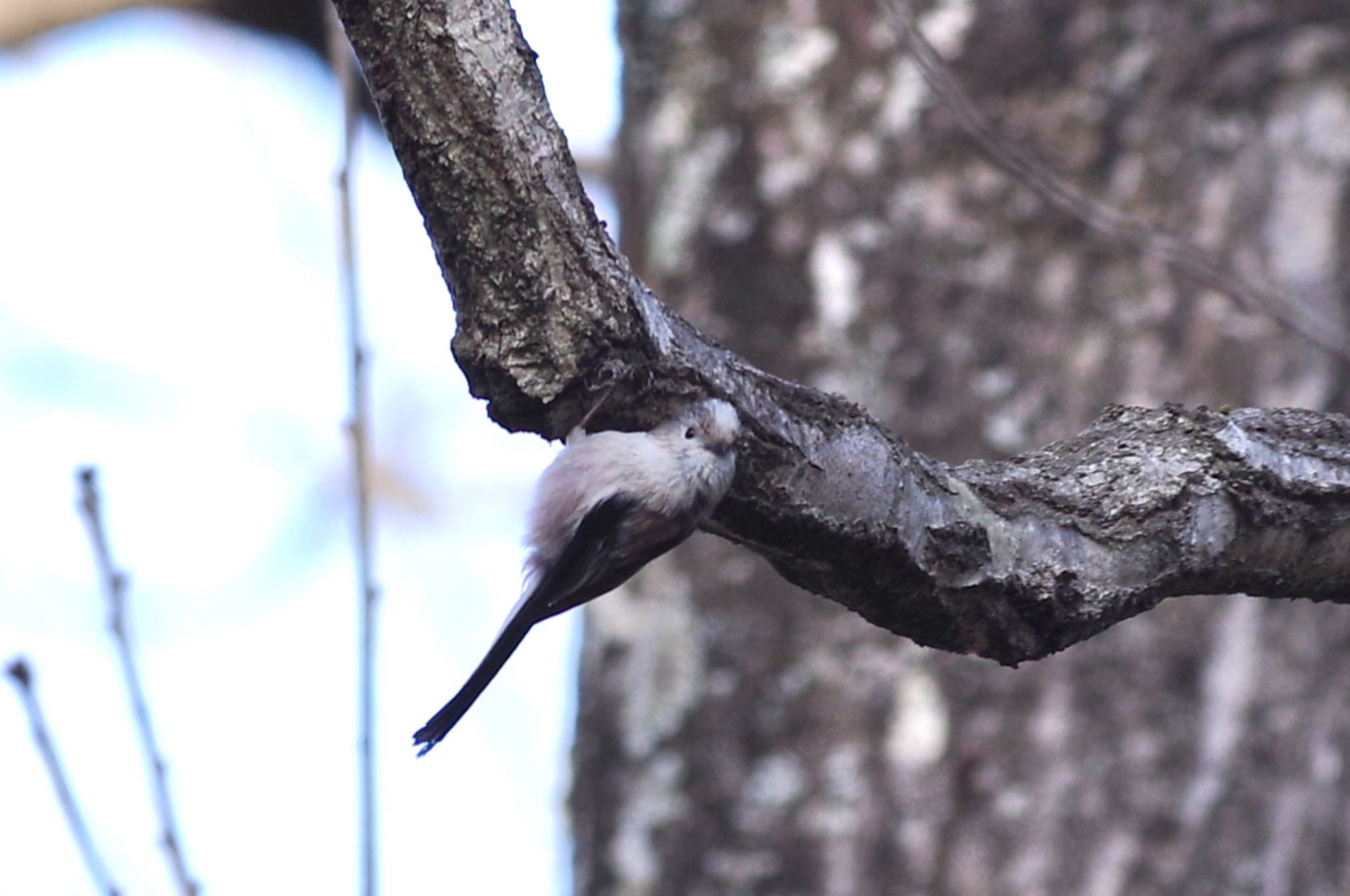 Long-tailed Tit