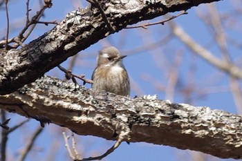 Japanese Pygmy Woodpecker 千葉市平和公園 Sun, 2/28/2021