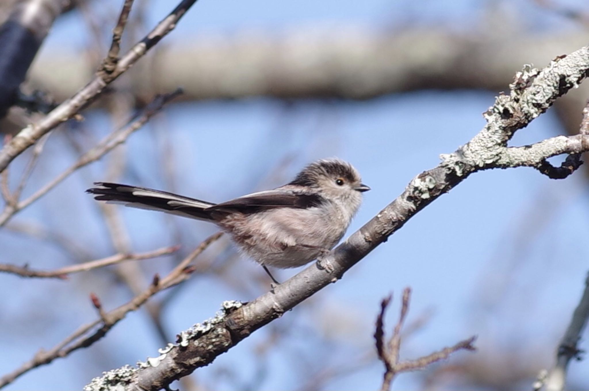 Photo of Long-tailed Tit at 千葉市平和公園 by TOMOTOMO