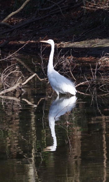 Great Egret 千葉市平和公園 Sun, 2/28/2021