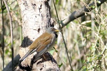 シロハラ 大麻生野鳥の森公園 2021年2月28日(日)