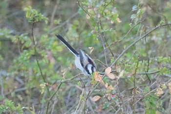 エナガ 大麻生野鳥の森公園 2021年2月28日(日)