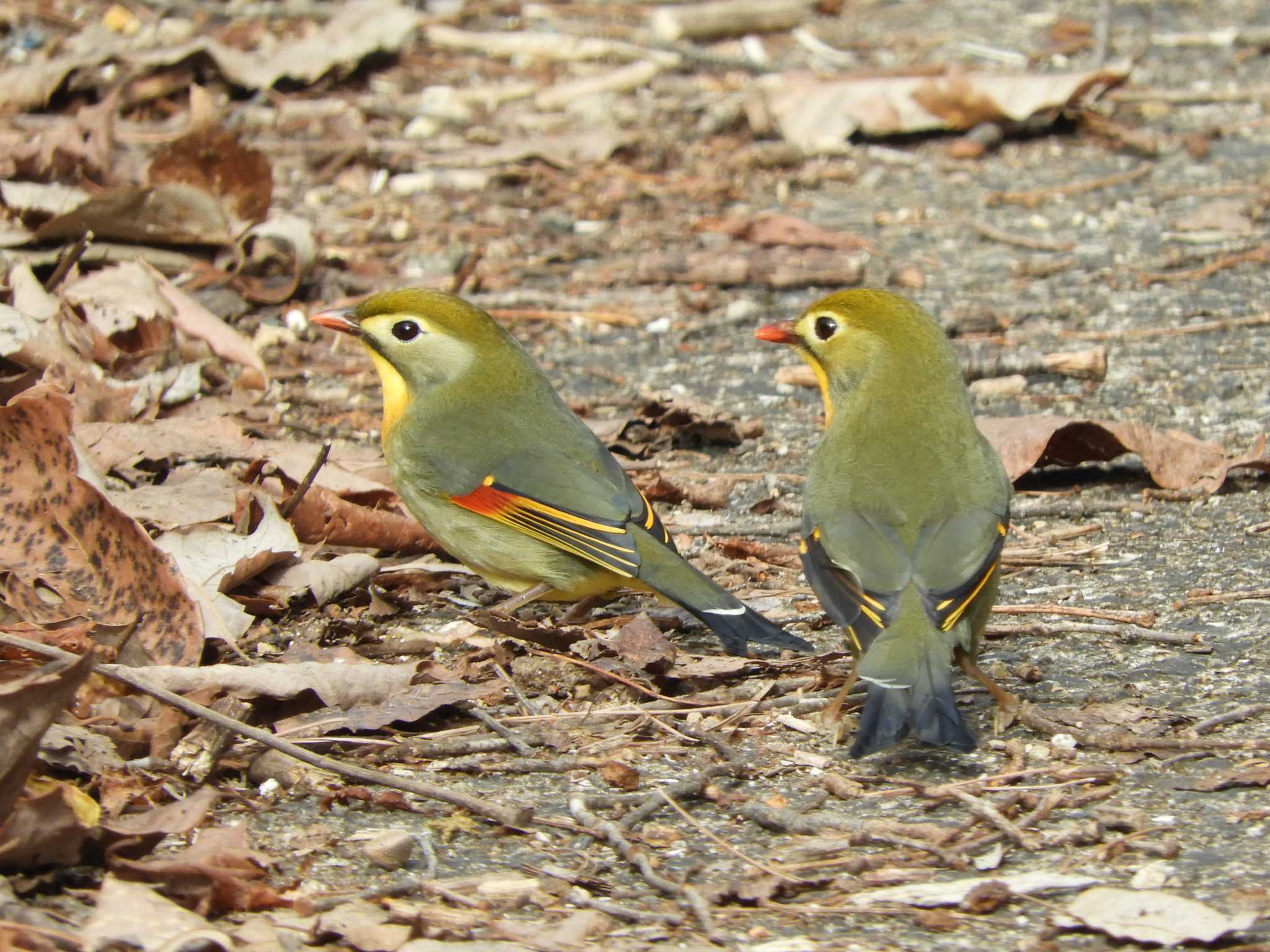 Red-billed Leiothrix