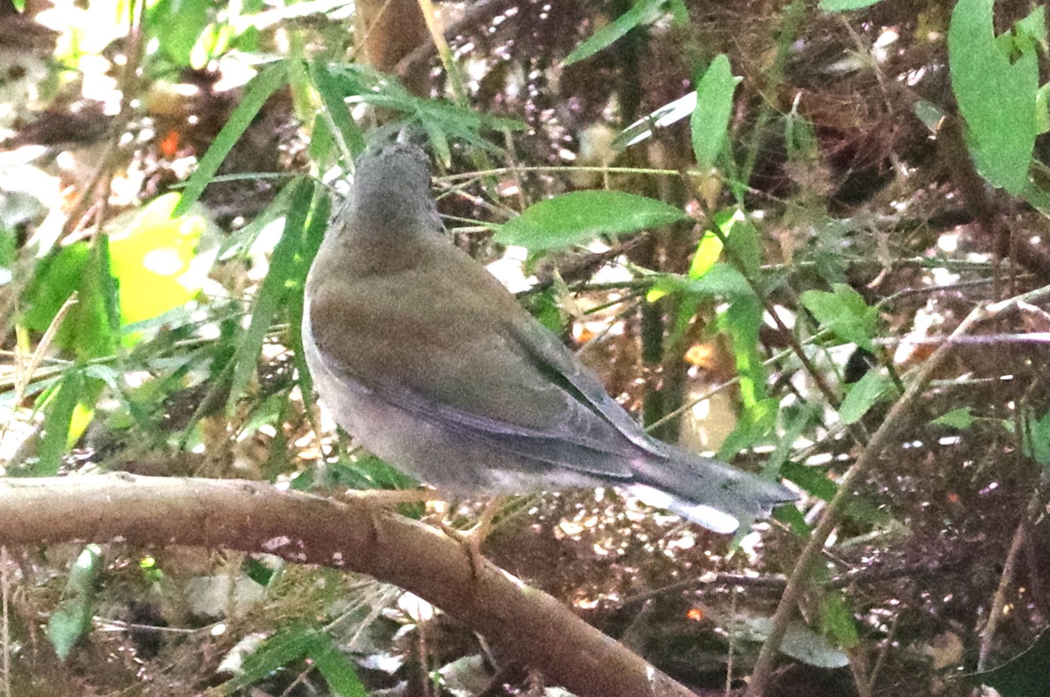 Photo of Pale Thrush at 千葉市平和公園 by TOMOTOMO