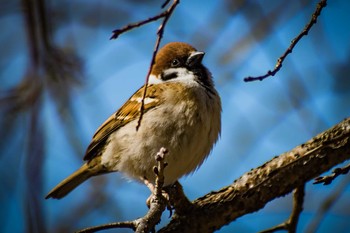 Eurasian Tree Sparrow 古室山 Sat, 3/11/2017