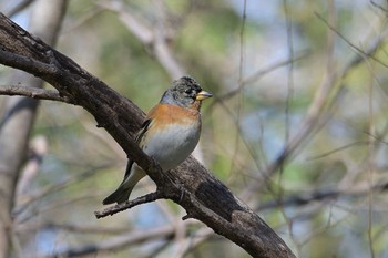 アトリ 見沼自然公園 2021年2月28日(日)