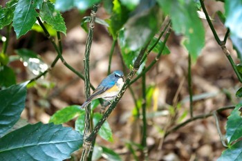 2021年2月27日(土) 明治神宮の野鳥観察記録