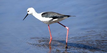 Black-winged Stilt Yatsu-higata Sun, 2/28/2021