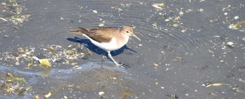 Common Sandpiper Yatsu-higata Sun, 2/28/2021